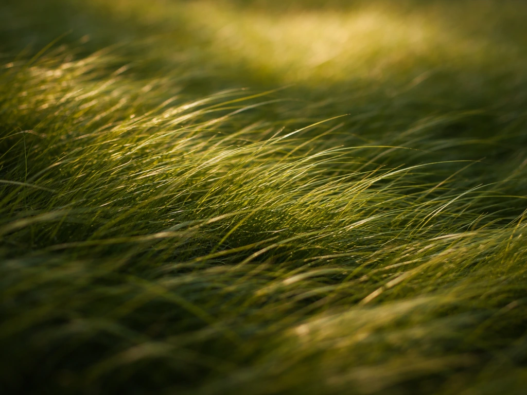 Gros plan d’herbe en mouvement sous une lumière changeante, brins superposés et couleurs nuancées.